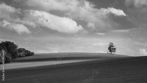 Fotografie, Obraz Black and white landscape with alone birch on the horizon