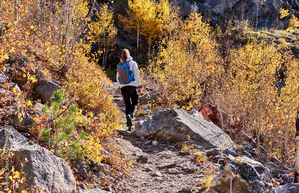 Tourist hiking in aspen grove at autumn Tourist hiking in aspen grove at autumn