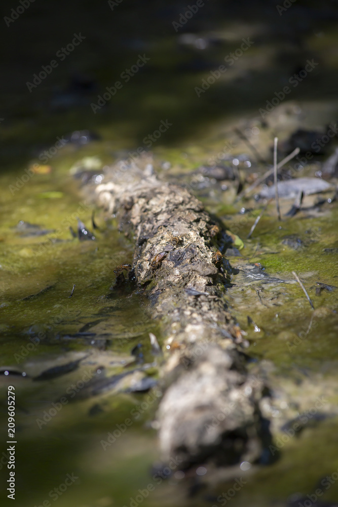 Fototapeta premium Honey Bees Swarming
