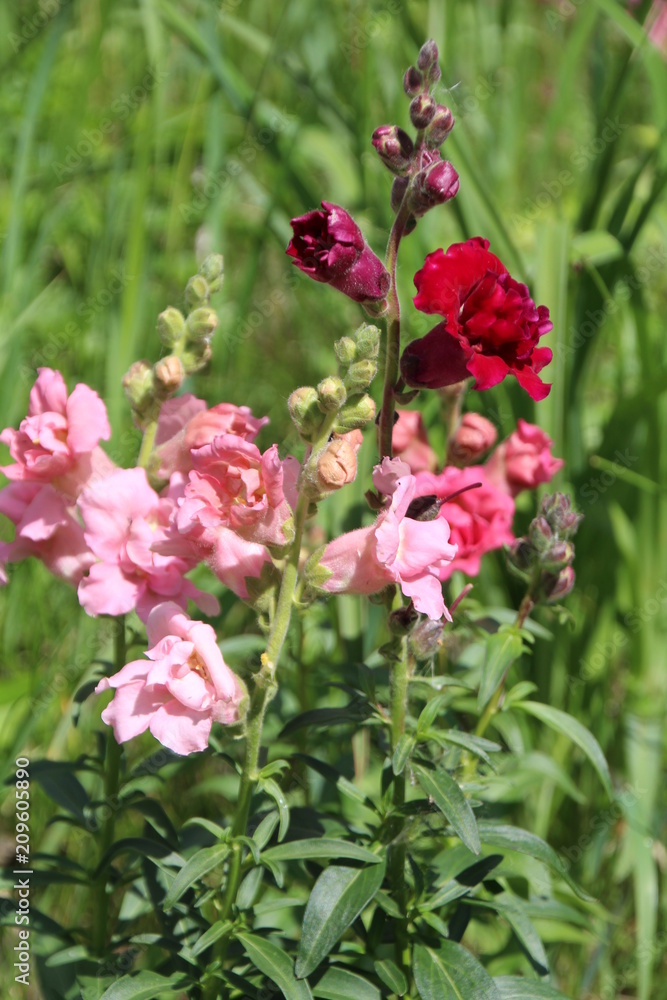 Return Of The Snapdragons, Edmonton, Alberta Return Of The Snapdragons, Edmonton, Alberta