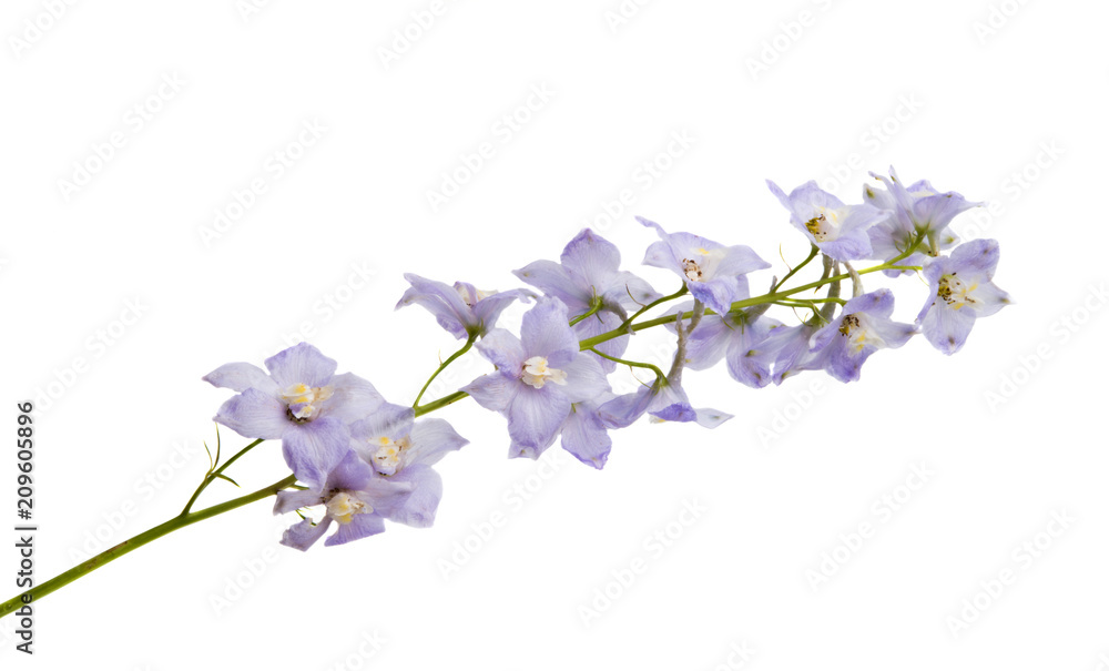 Naklejka premium delphinium flowers isolated