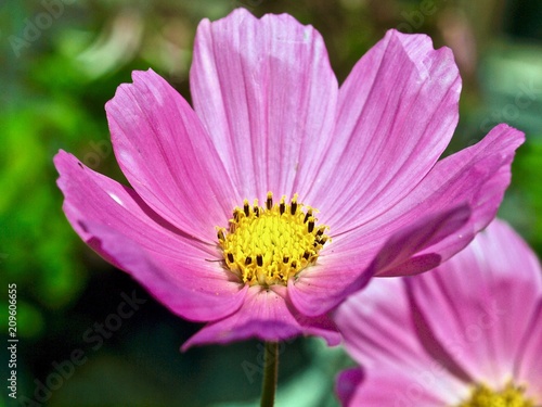 Makro von einer rosa Cosmosblume