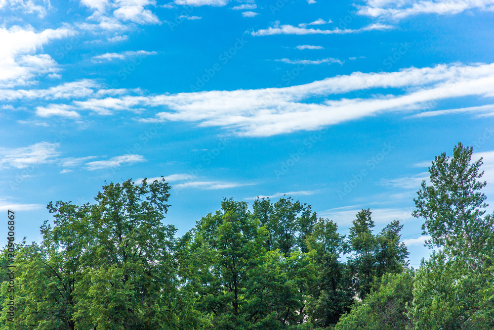 The sky above the green trees in the forest