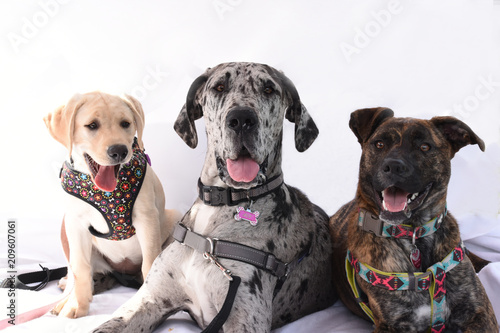 Three dogs posing for photo 