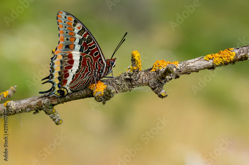 The two-tailed pasha or foxy emperor butterfly charaxes jasius photo