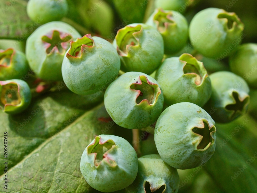 Makro von reifenden Blaubeeren an einem Strauch Makro von reifenden Blaubeeren an einem Strauch