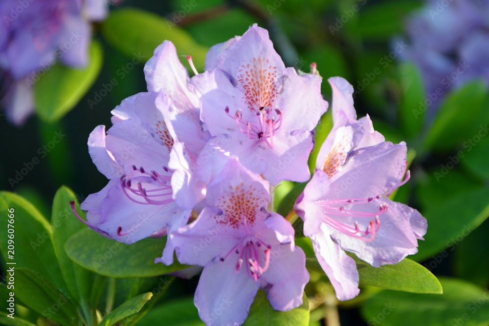 Flowers purple rhododendron in the garden close-up. Flowers purple rhododendron in the garden close-up.