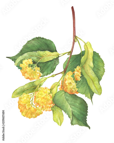 Dekoracja na wymiar  the-branch-with-yellow-flowers-large-leaf-linden-tilia-lime-trees-basswood-medicinal-plant-watercolor-hand-drawn-painting-illustration-isolated-on-a-white-background