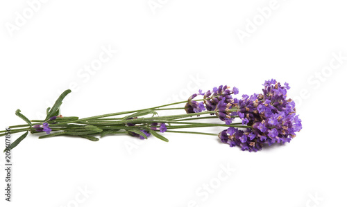 Fototapeta Naklejka Na Ścianę i Meble -  lavender isolated