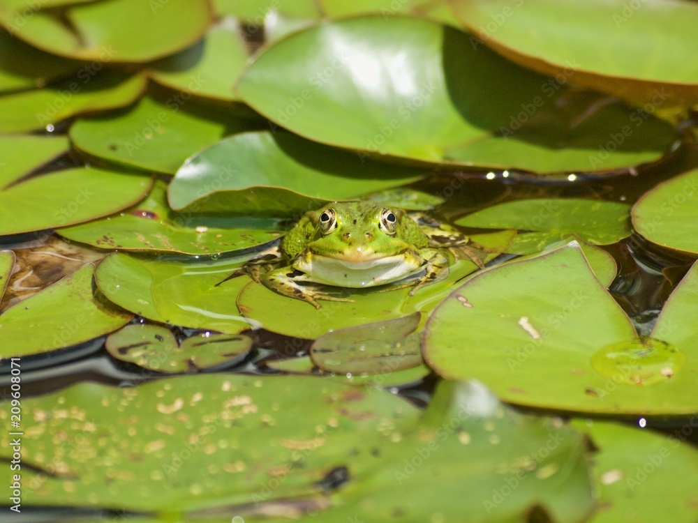 Kleiner gruener Wasserfrosch gut getarnt zwischen Seerosen Blaettern Kleiner gruener Wasserfrosch gut getarnt zwischen Seerosen Blaettern