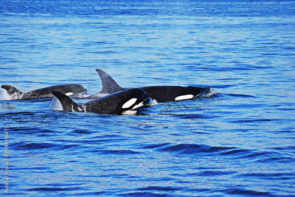 Fototapeta premium Orca Whales Puget Sound