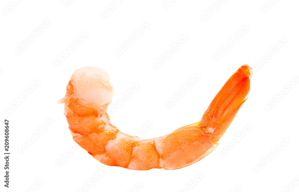 shrimp isolated