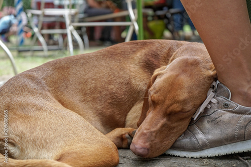 Hungarian vizsla