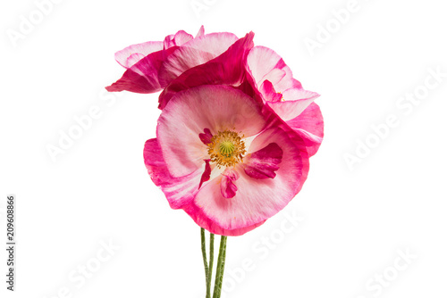Fototapeta Naklejka Na Ścianę i Meble -  beautiful poppy isolated