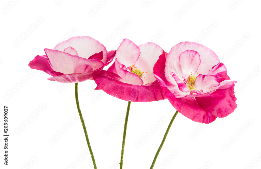 beautiful poppy isolated beautiful poppy isolated