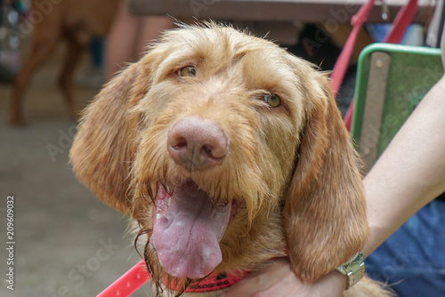 Long hair hungarian vizsla