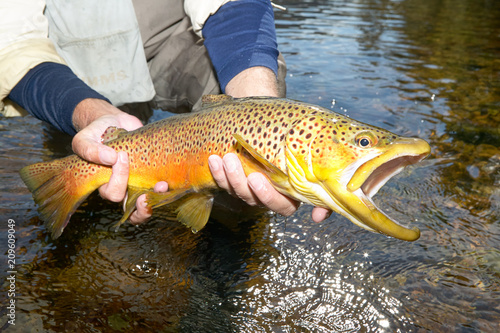 Fisherman displaying a landed brown trout