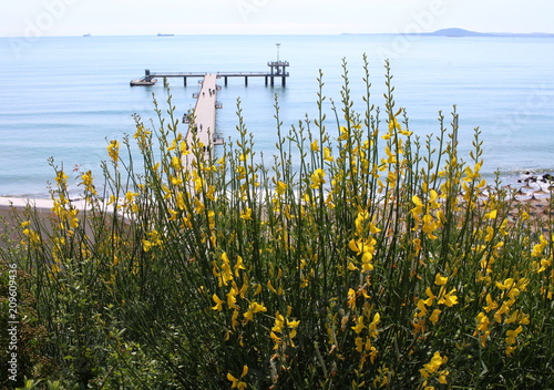 Flowering yellow flowers bush cytisus against the background of the summer sea.