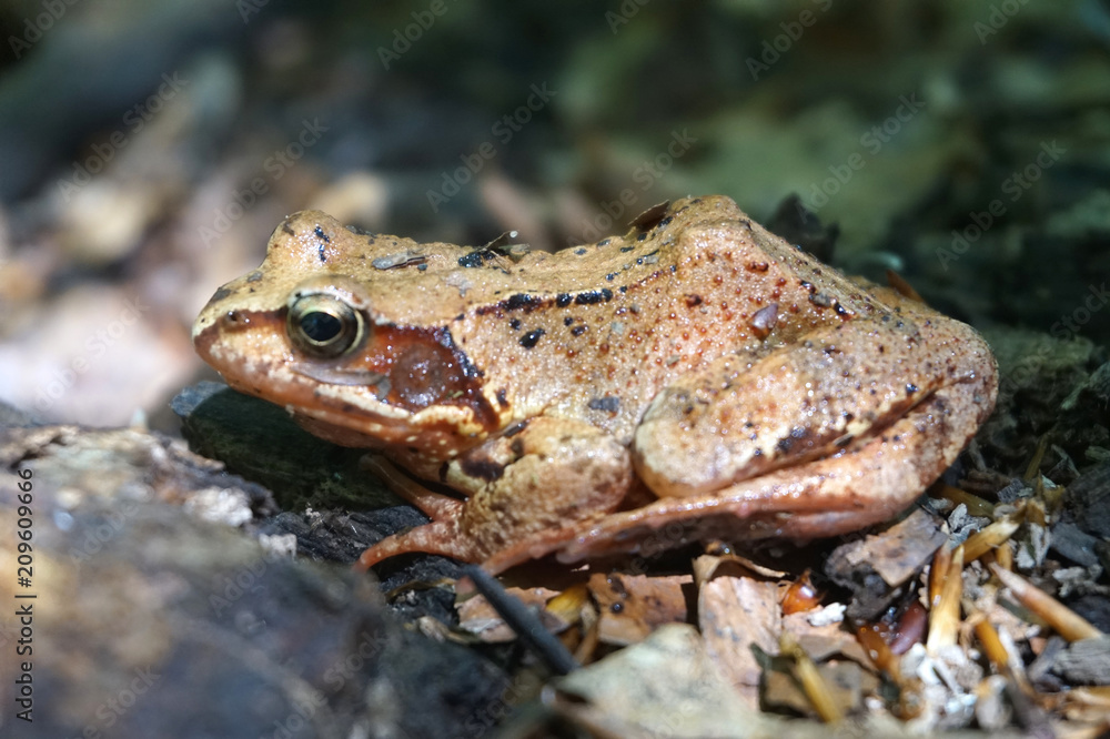Obraz premium Brown forest frog