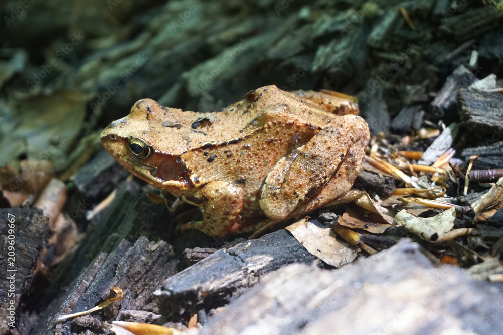 Obraz premium Brown forest frog