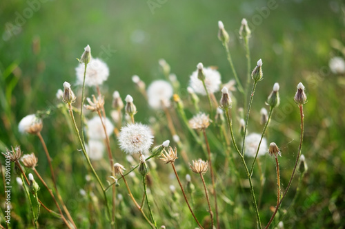 Dandelions in backlight on green meadow