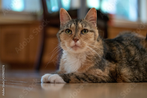 lazy Cat