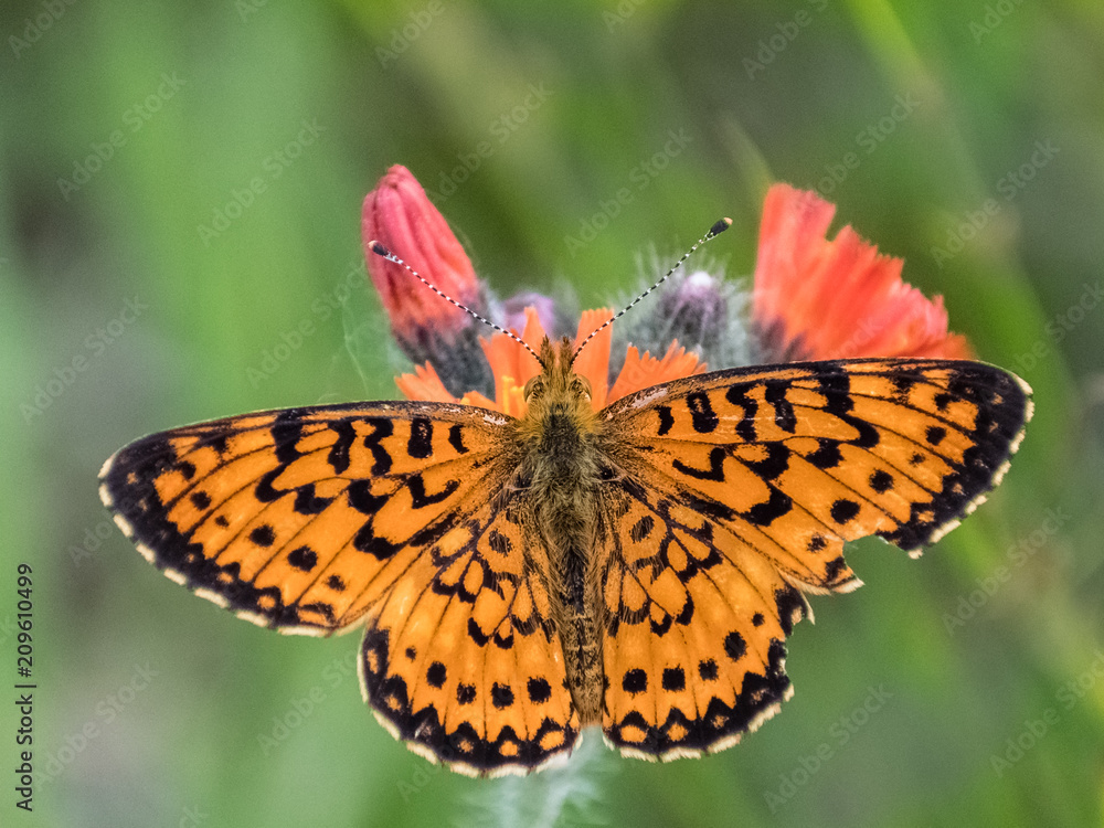 Obraz premium Pretty Orange Butterfly