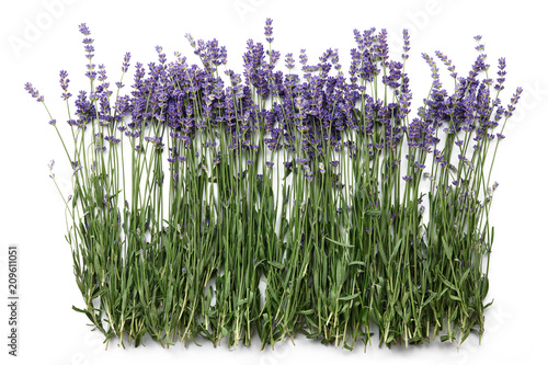 Fototapeta Naklejka Na Ścianę i Meble -  Fresh lavender flowers isolated on white background, top view