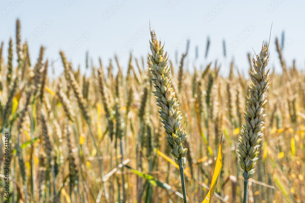 spikelet of young, green wheat clogged with grain against the blue sky spikelet of young, green wheat clogged with grain against the blue sky
