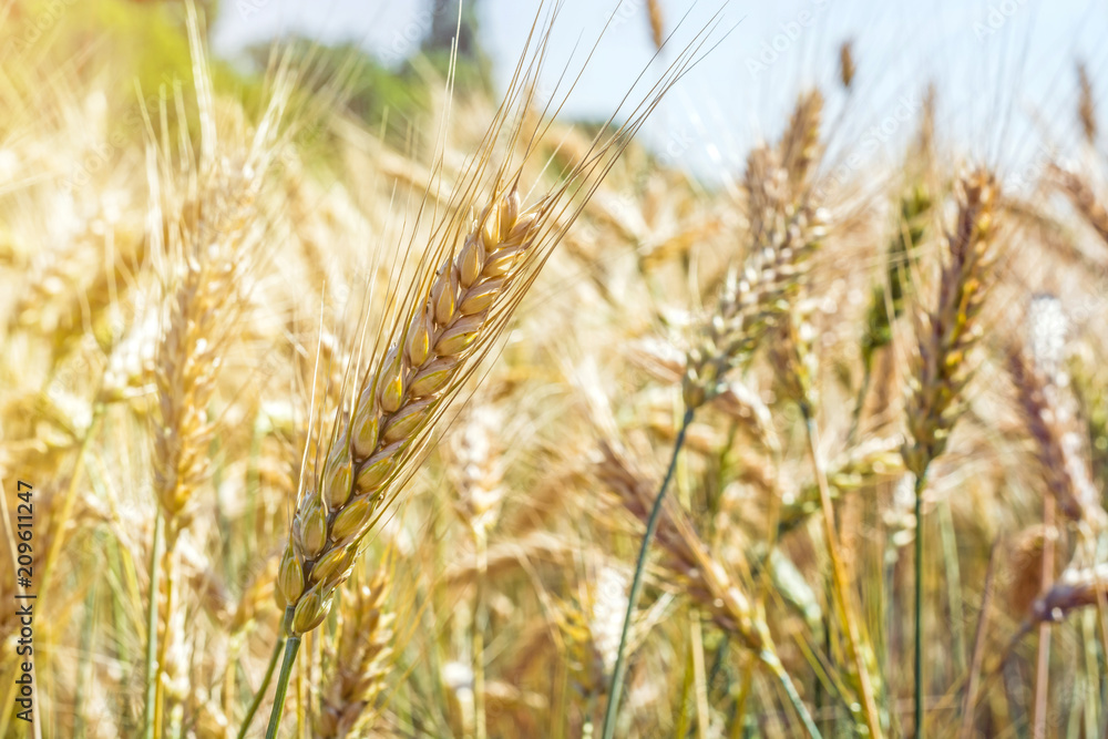 spikelet of young, green wheat clogged with grain against the blue sky spikelet of young, green wheat clogged with grain against the blue sky