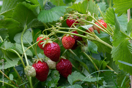 Large red and small green strawberries in a summer garden