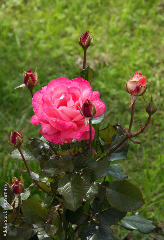 Beautifully blooming rose Beautifully blooming rose