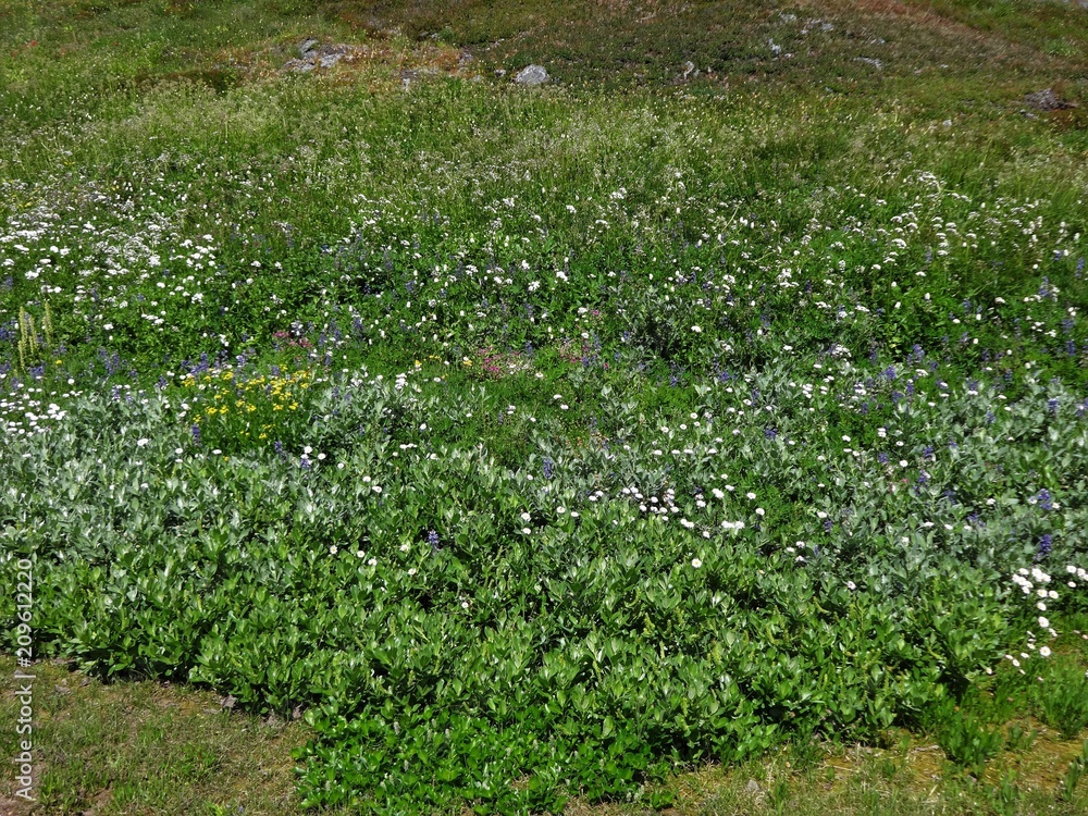 Wildflowers bloom in a meadow in the North Cascade mountains in summer