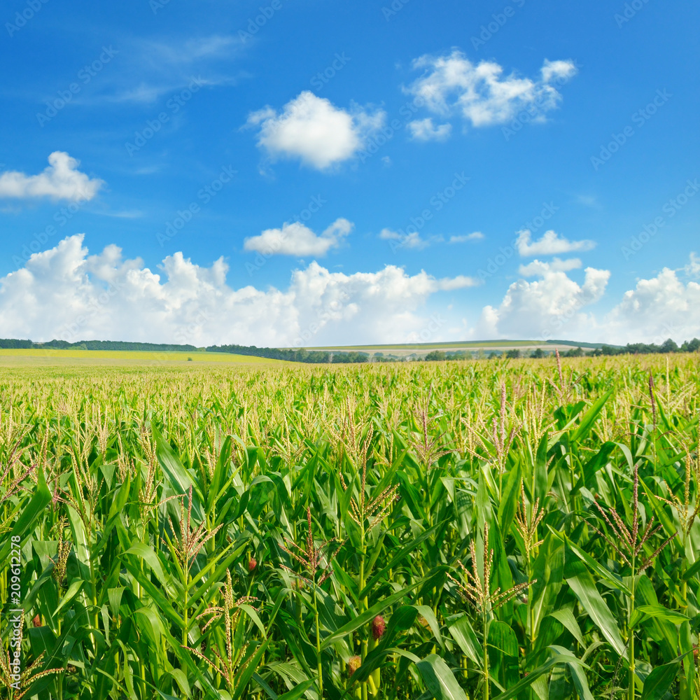 Bright green cornfield and blue sky with light cumulus clouds.