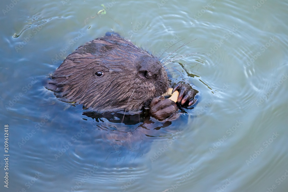 Eurasian beaver( Castor fiber) Rodent, eating. Eurasian beaver( Castor fiber) Rodent, eating.