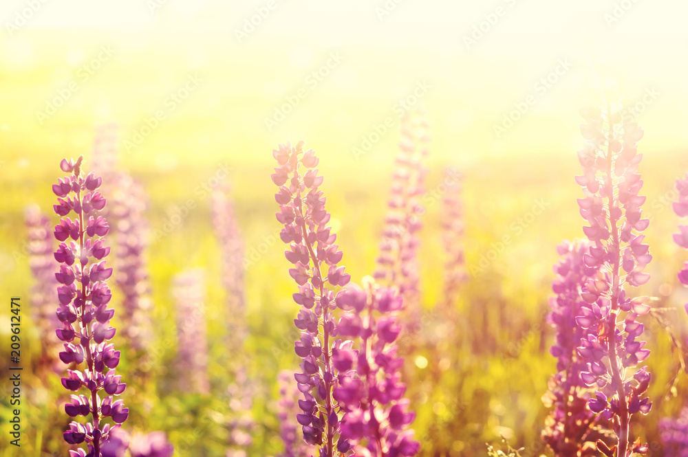 Obraz premium Summer colorful landscape with blooming lupine at sunset