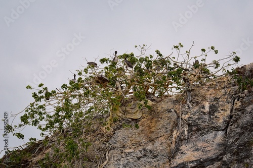 Arches National Park Vallarta Undersea or Los Arcos Marine Park (Las Peñas or The Rocks), with a large variety of seabirds including Frigates (Scissor Birds), Pelicans and Blue Footed Boobie with cave photo