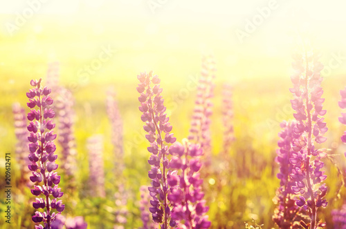 Summer colorful landscape with blooming lupine at sunset