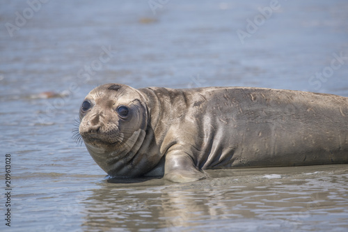 Elephant Seal Pup, Point Reyes