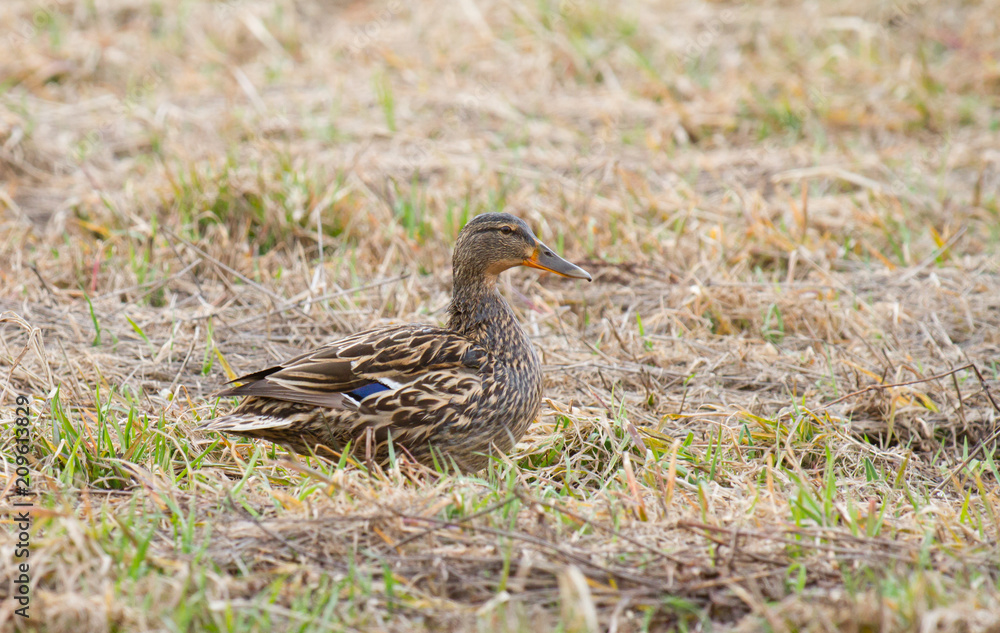Fototapeta premium duck