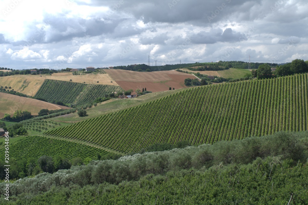 hill,vineyard,green,agriculture,landscape,clouds,field,panorama,view