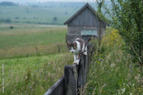 small cat on wooden fence 