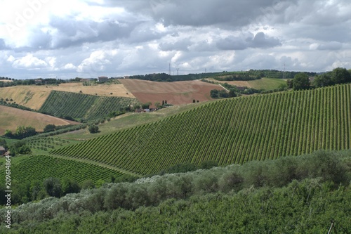 hill,vineyard,green,agriculture,landscape,clouds,field,panorama,view