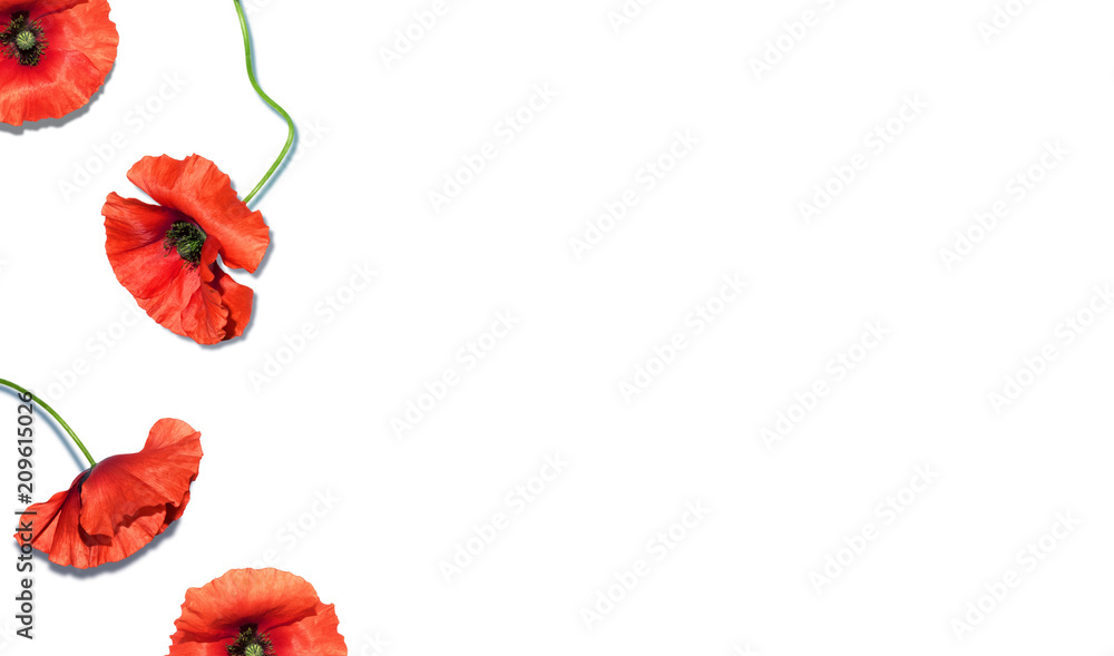 Naklejka premium Summer flowers composition. Border made of red poppy flowers isolated on white background. Flat lay, top view, space for text 