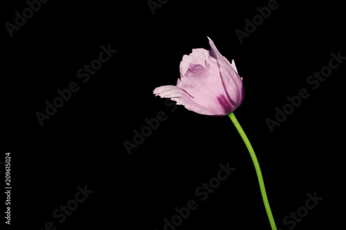 Fototapeta Naklejka Na Ścianę i Meble -  Pink poppy flower  on black background. Summer flower