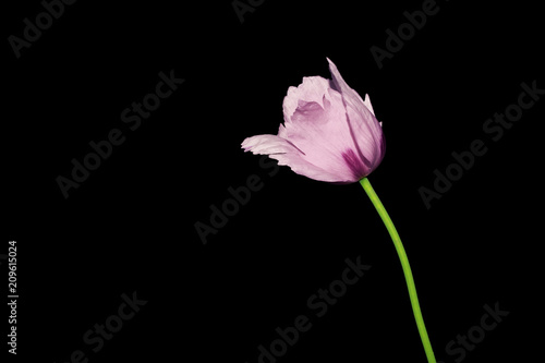 Pink poppy flower  on black background. Summer flower