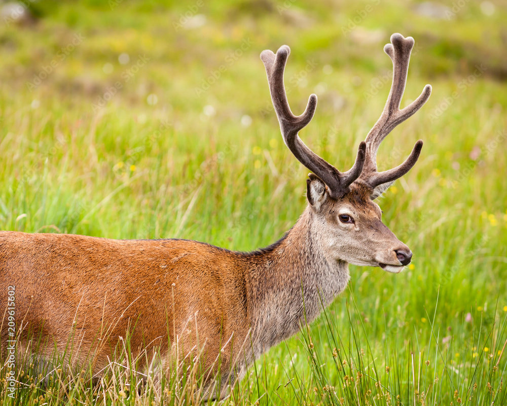 Fototapeta premium Stag Close Up. A close up picture of a red deer stag in the Scottish highlands.