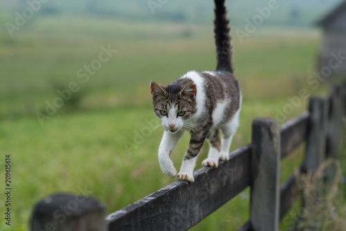 cat walking on wooden fence 