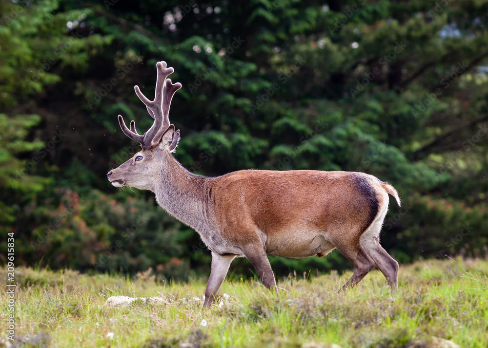 Obraz premium Red Deer Stag. A red deer stag in the Scottish highlands.
