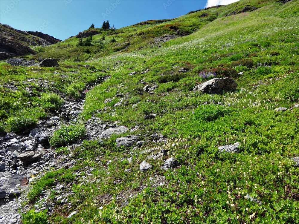 Wildflowers bloom on a slope of Yellow Aster Butte in summer